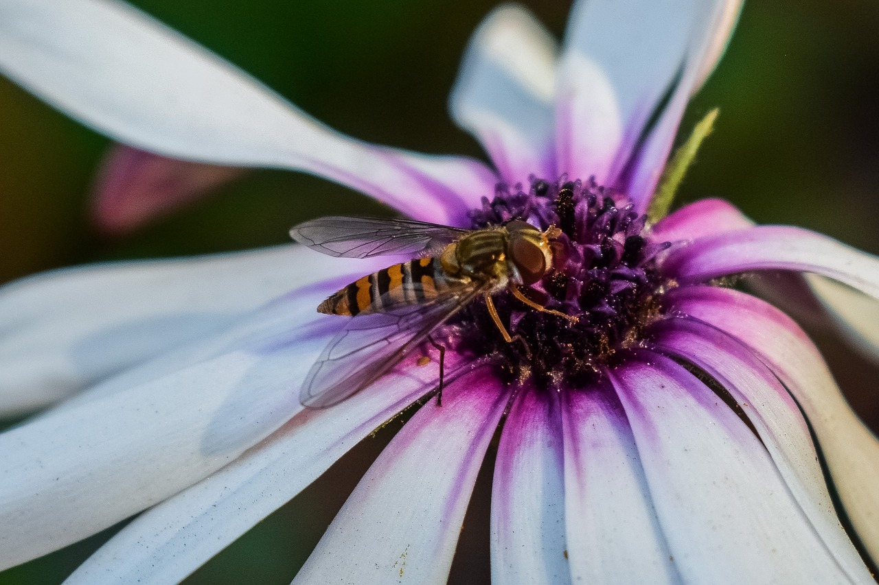 flower  nature  flora free photo