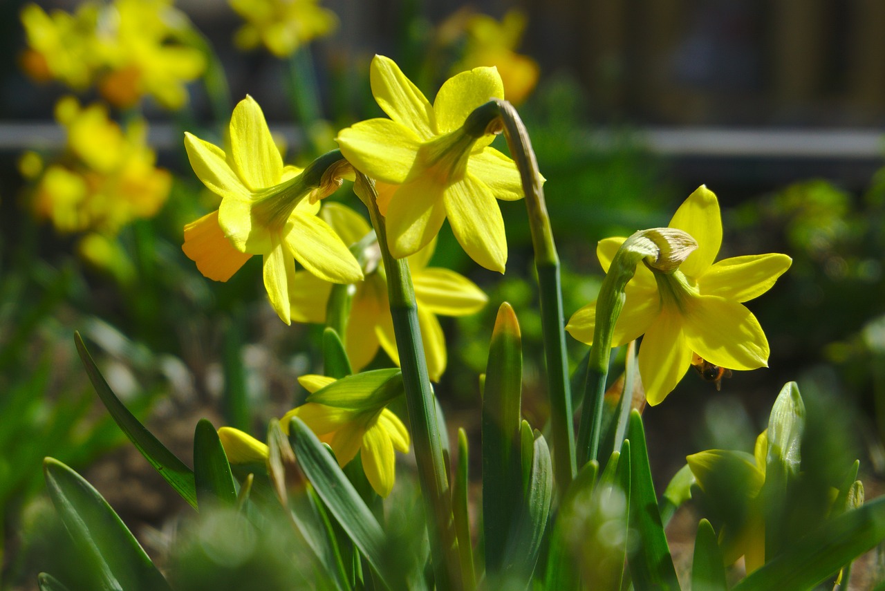 flower  nature  plant free photo