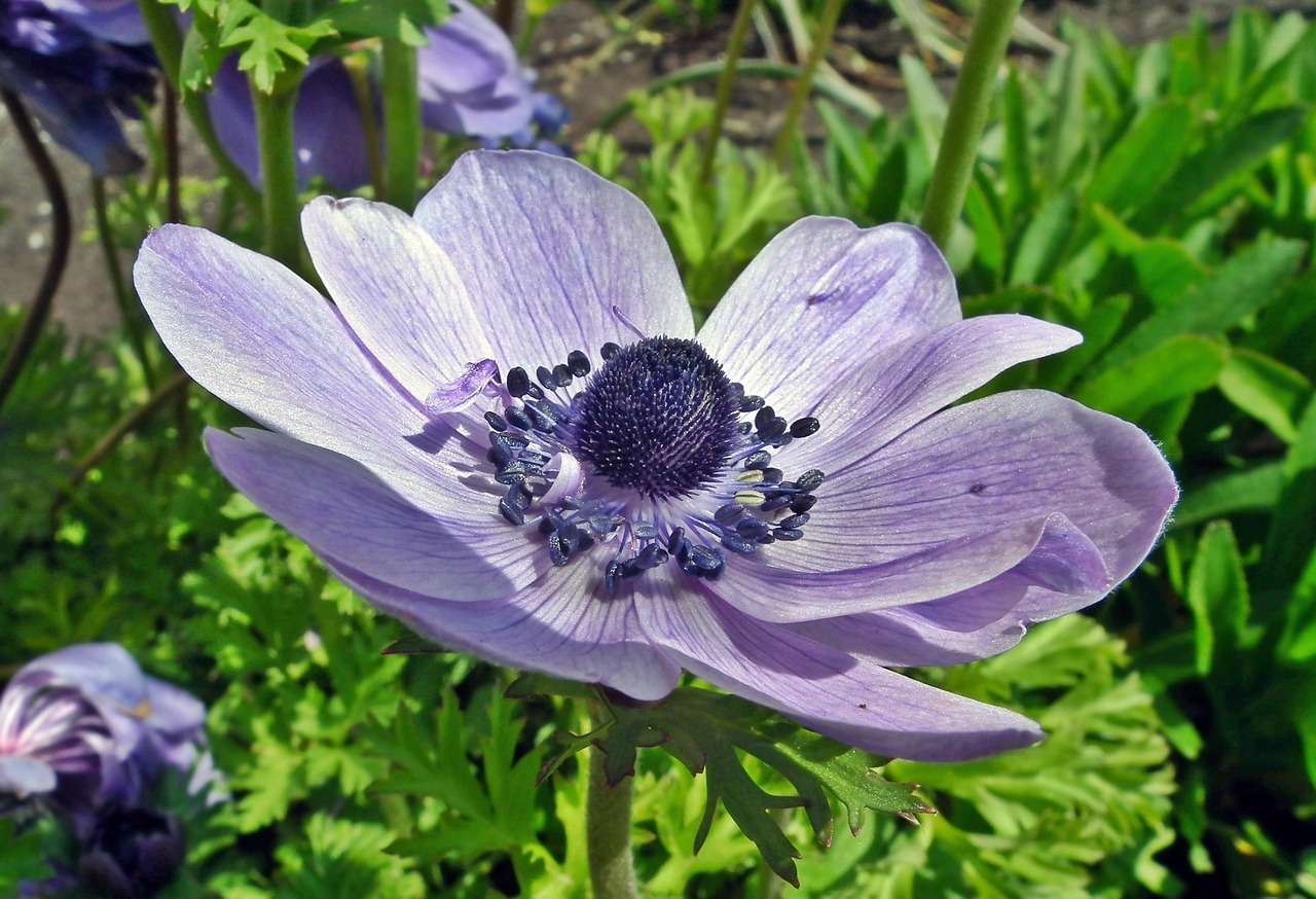 flower  blue  spring free photo