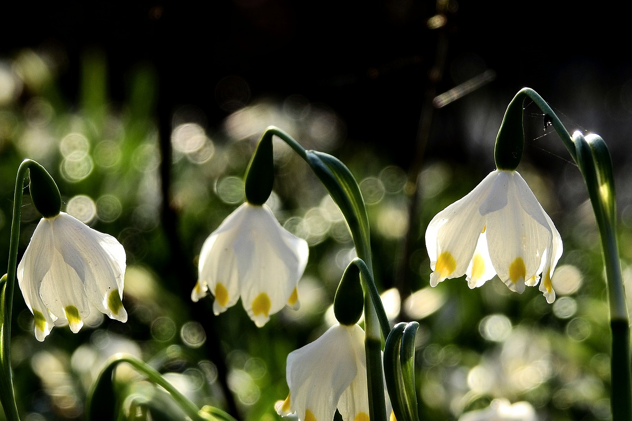 flower  nature  plant free photo