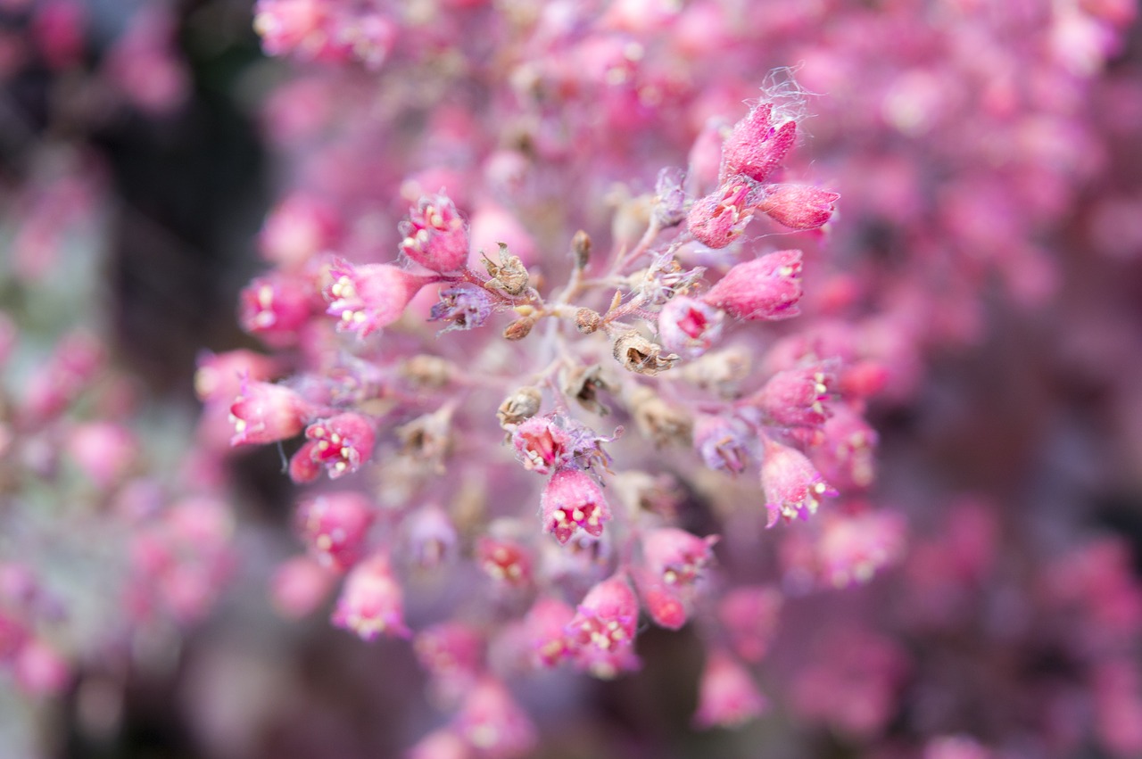 flower  plant  nature free photo