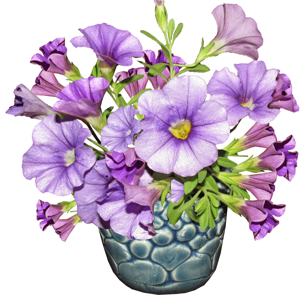 flower  vase  arrangement free photo