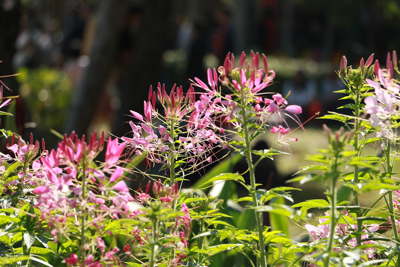 flower  nature  plant free photo