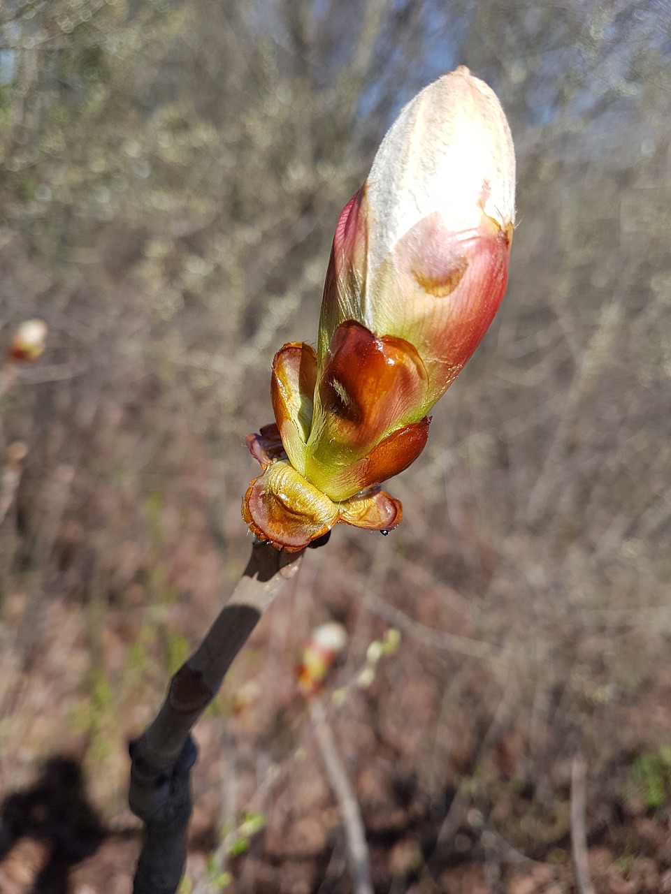 flower  nature  plant free photo