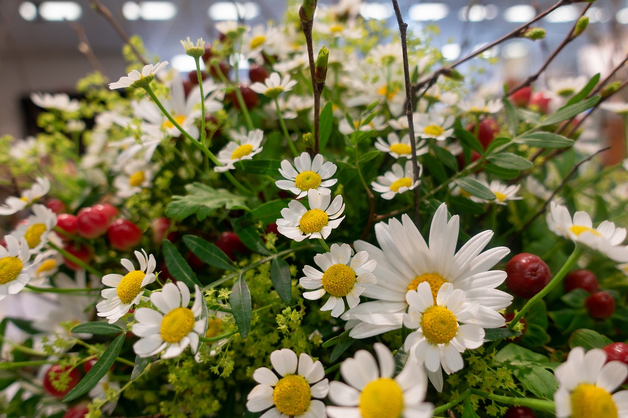 flower  daisies  nature free photo