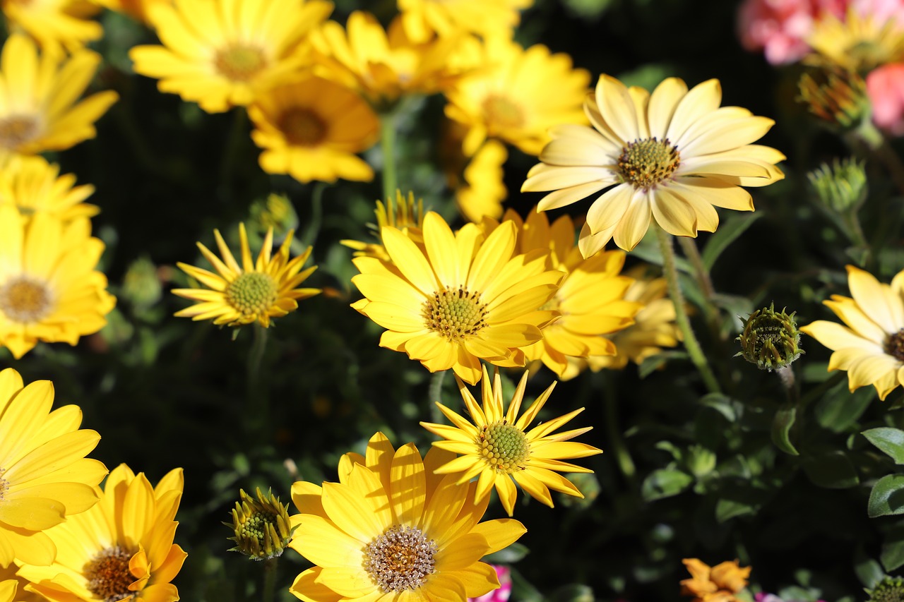 flower  plant  nature free photo