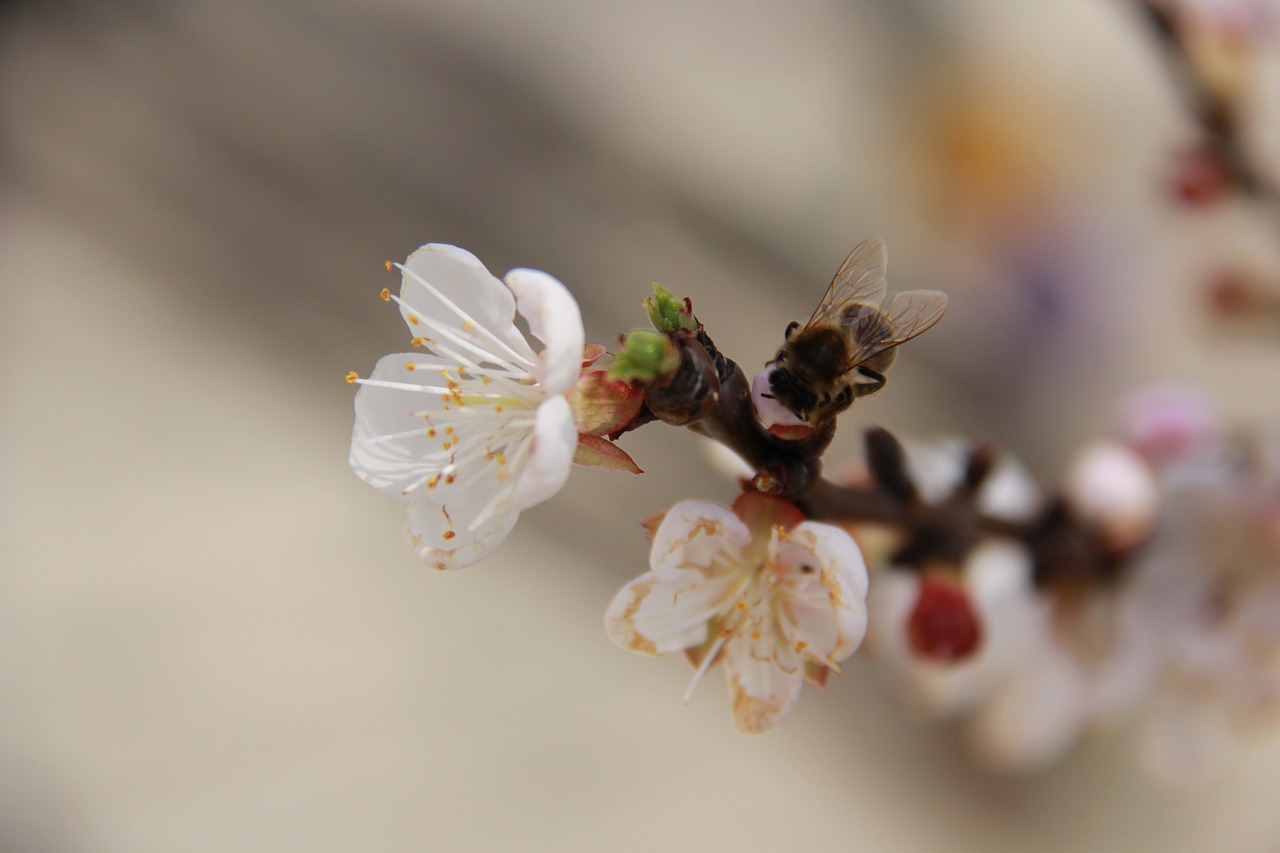 flower  cherry  nature free photo