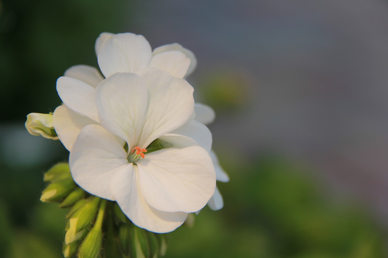 flower  nature  plant free photo