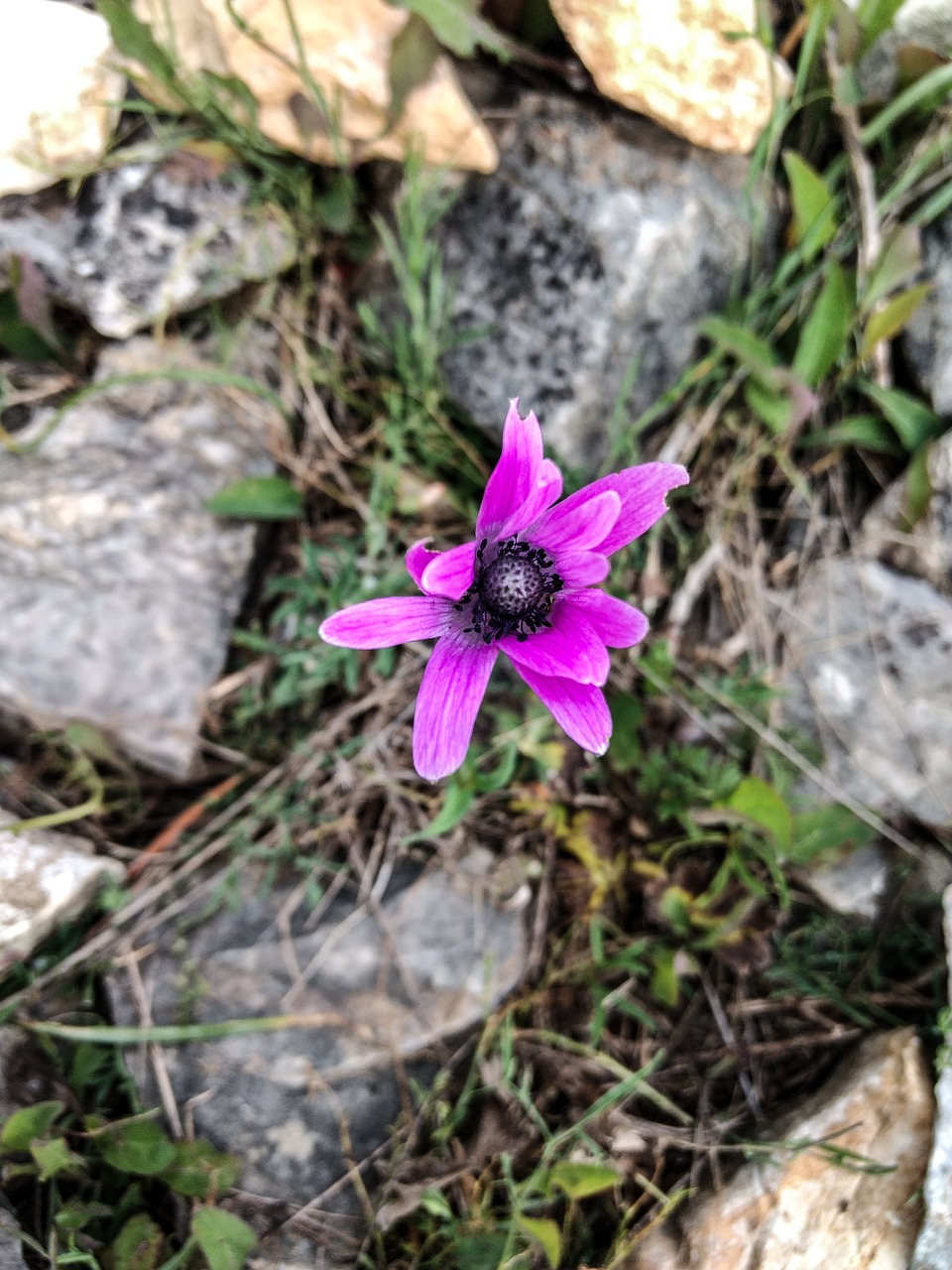 flower  nature  plant free photo