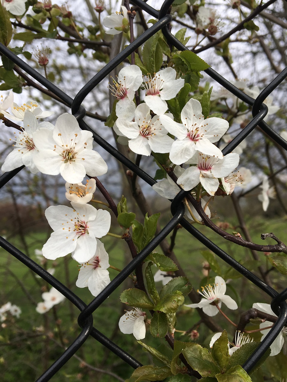 flower  branch  flora free photo