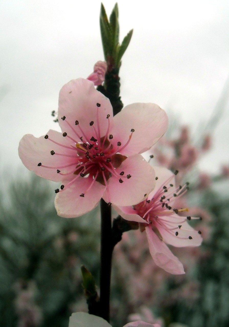 flower  nature  plant free photo