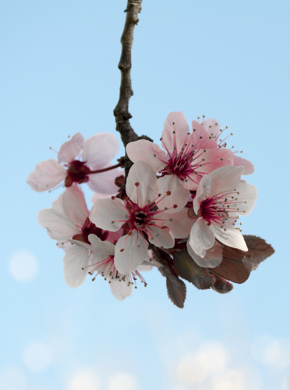 flower  cherry  branch free photo