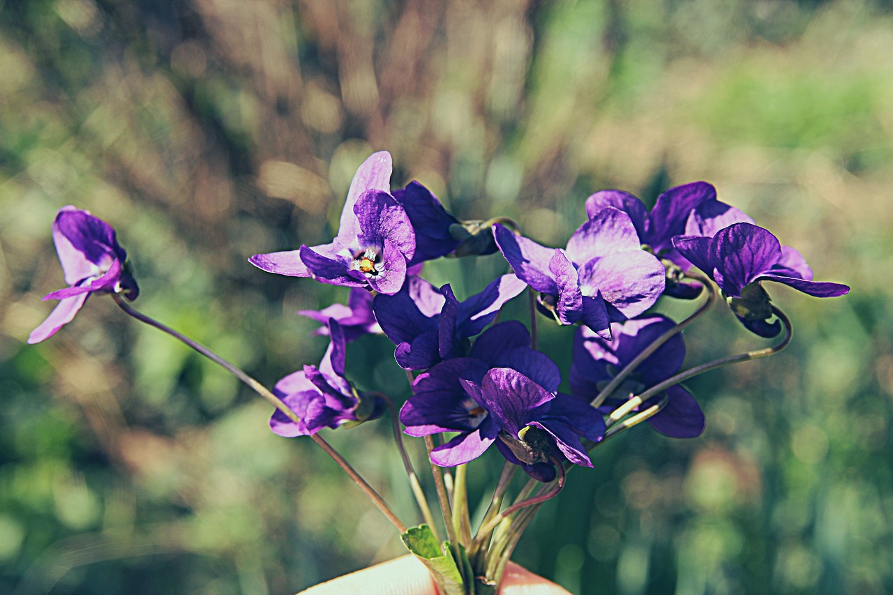 flower  nature  plant free photo