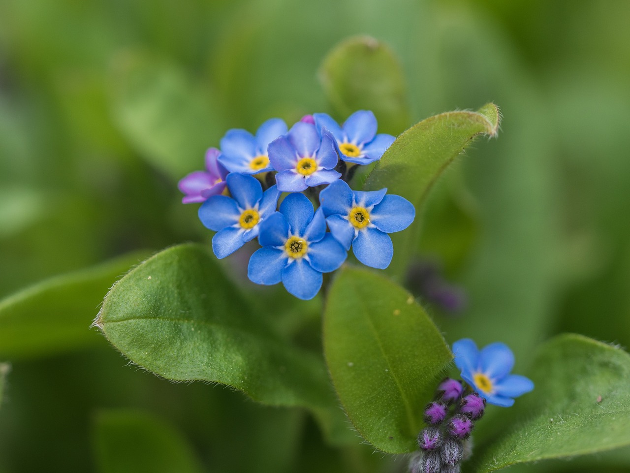 flower  garden  close up free photo