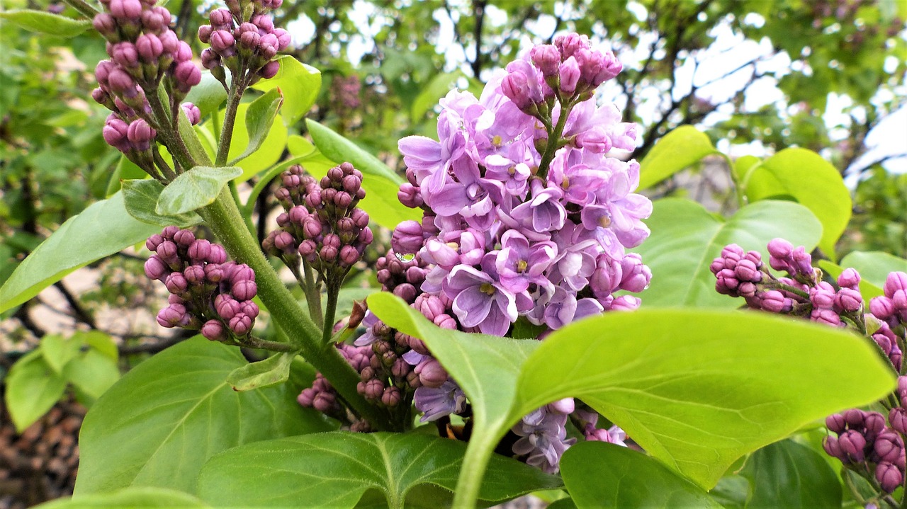 flower  nature  plant free photo