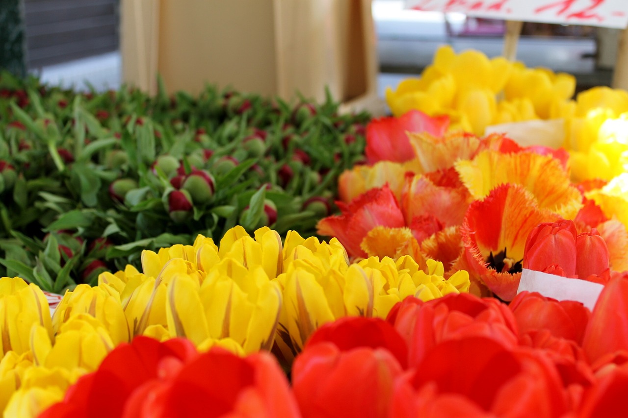 flower  nature  tulip free photo