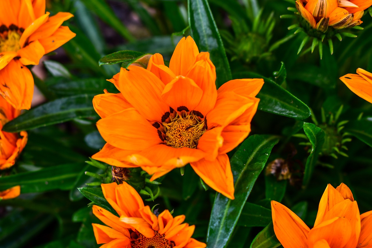 flower  plant  nature free photo