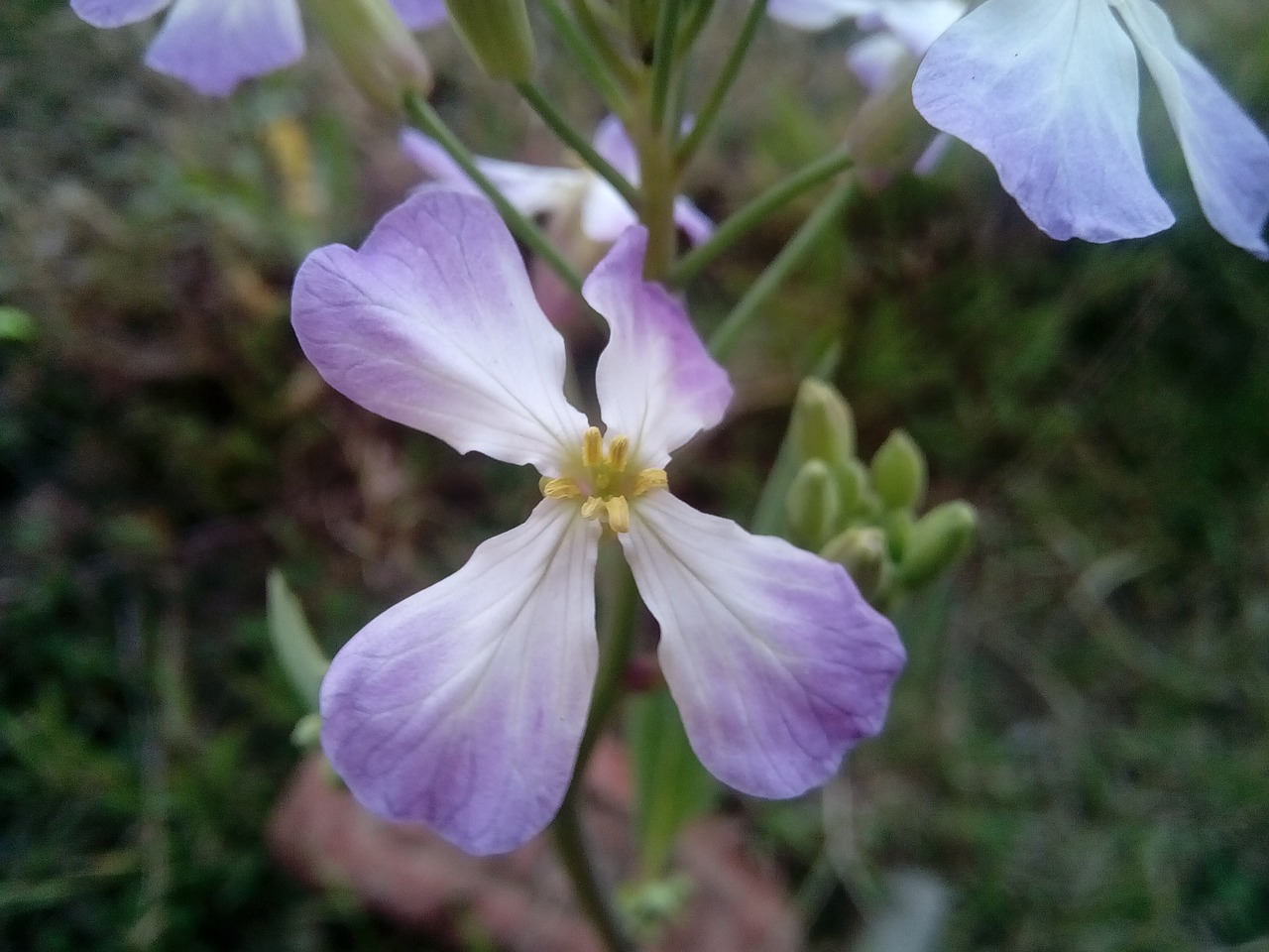 flower  flora  nature free photo