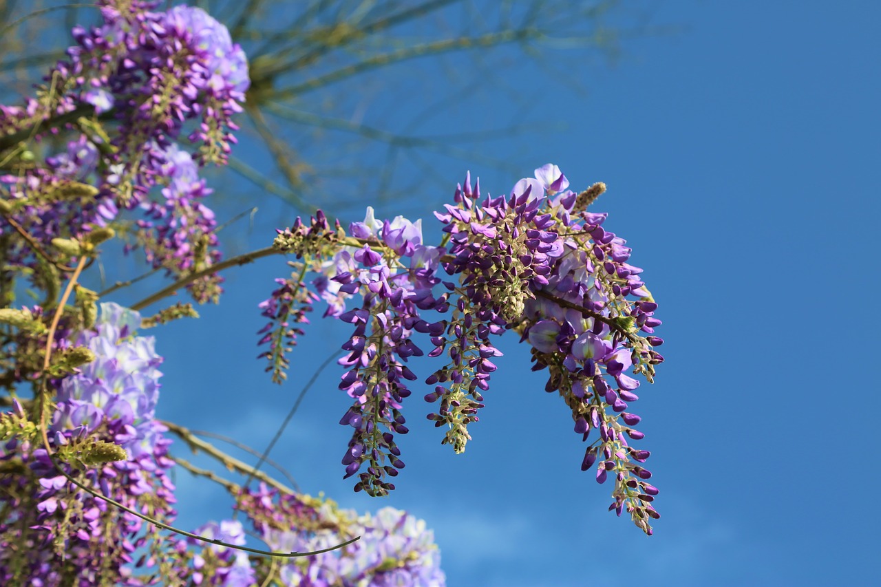 flower  nature  plant free photo