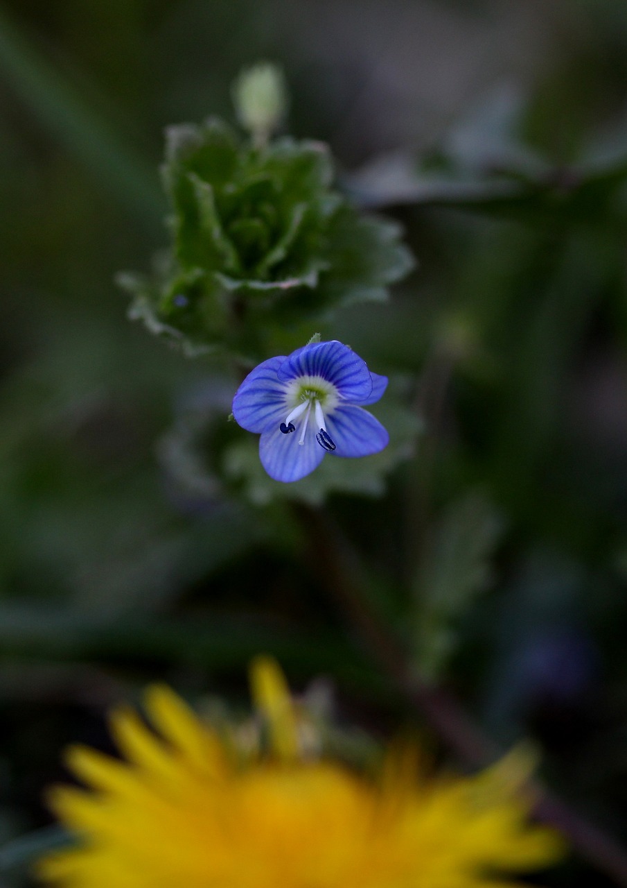 flower  small  wild free photo