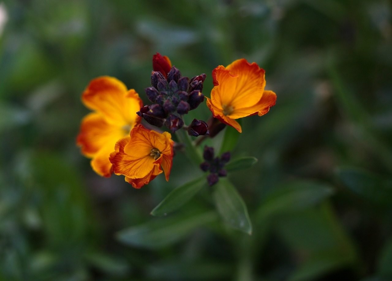 flower  orange  supplies free photo