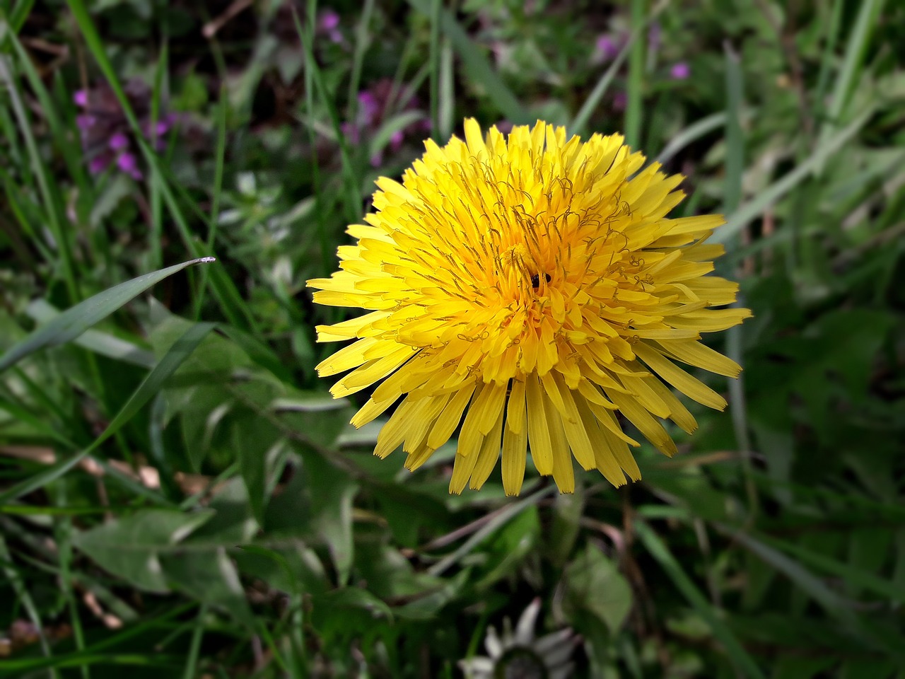 flower  nature  plant free photo