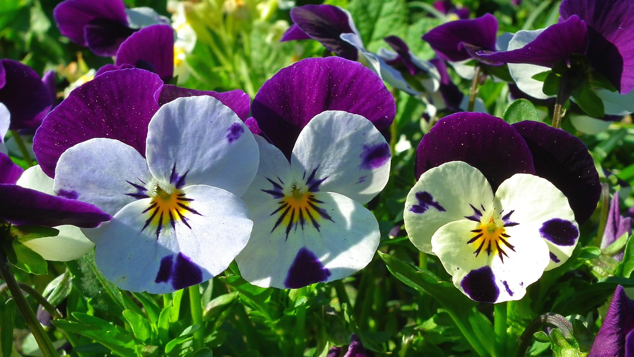 flower  pansies  colorful free photo