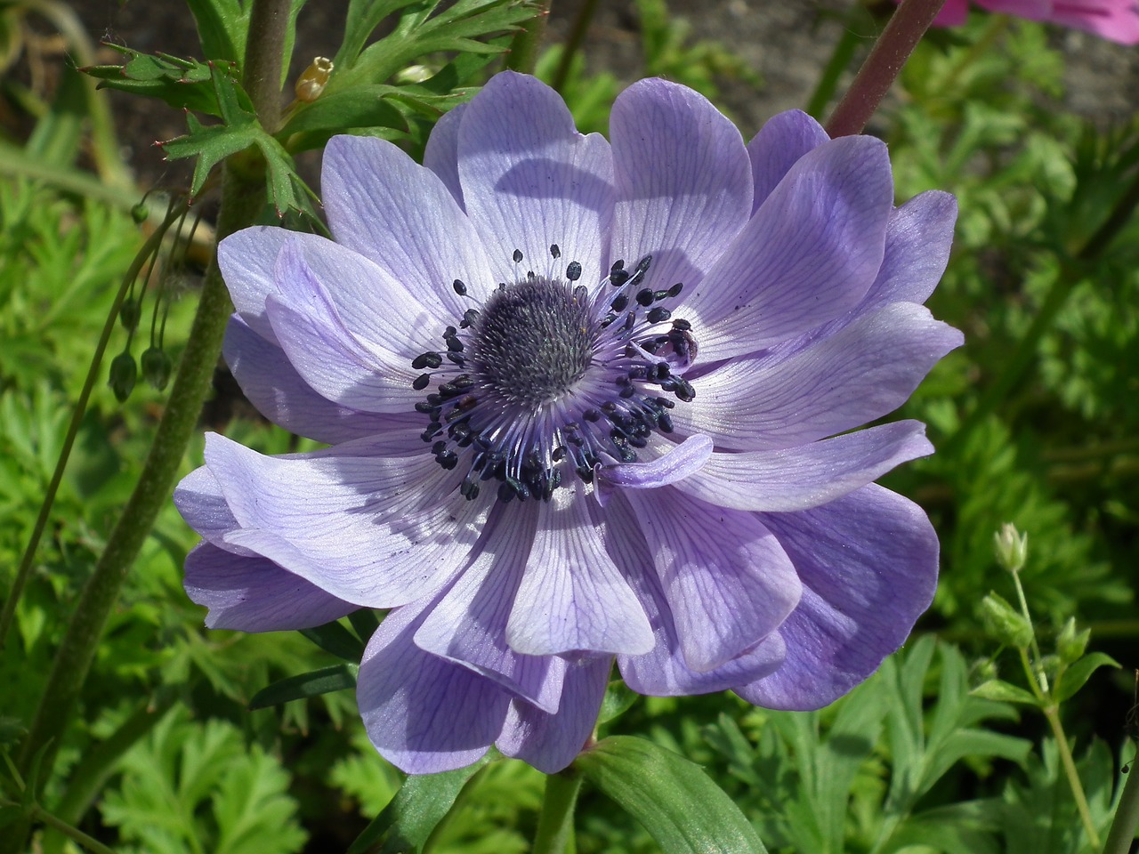 flower  anemone  blue free photo