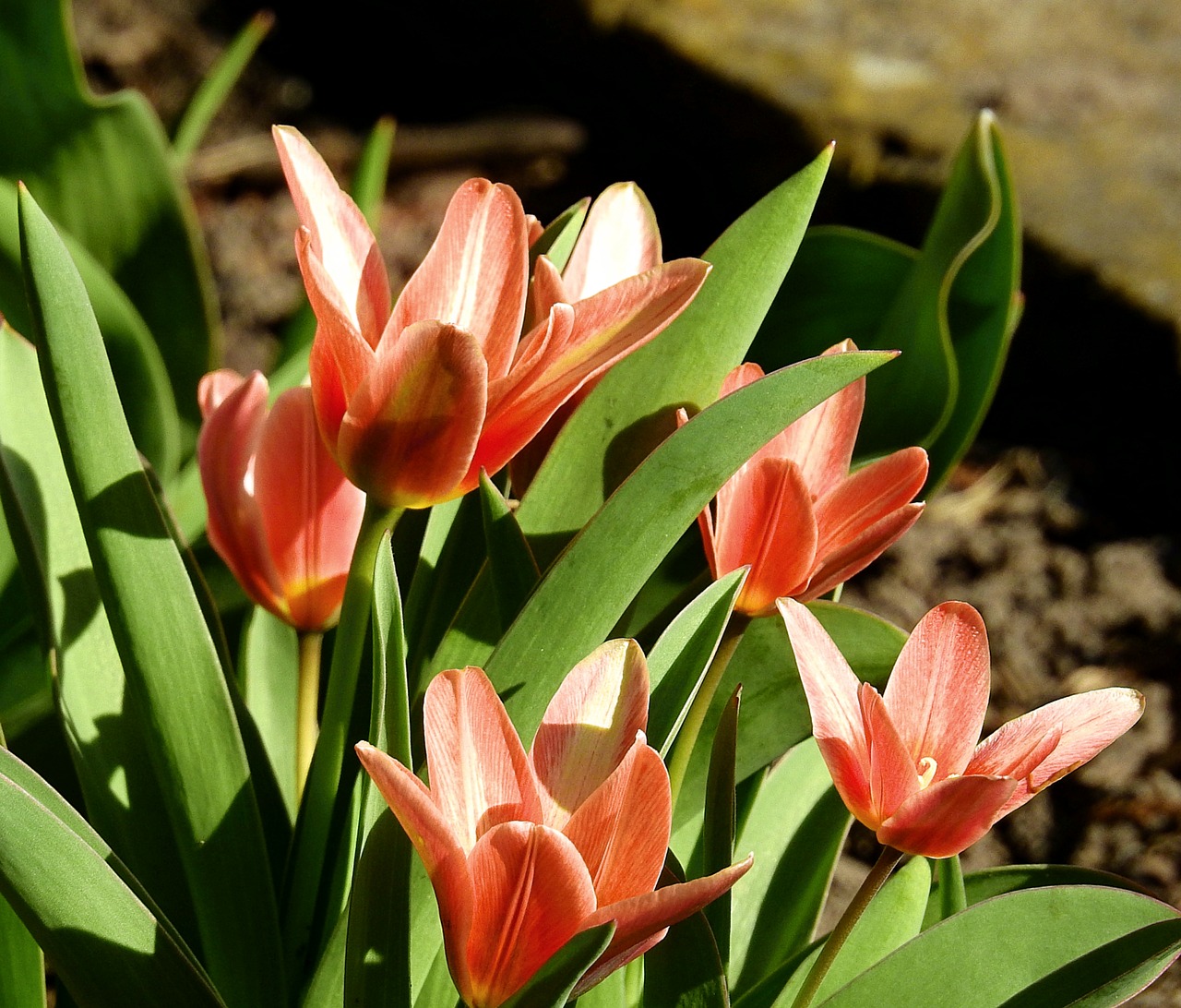 flower  nature  plant free photo