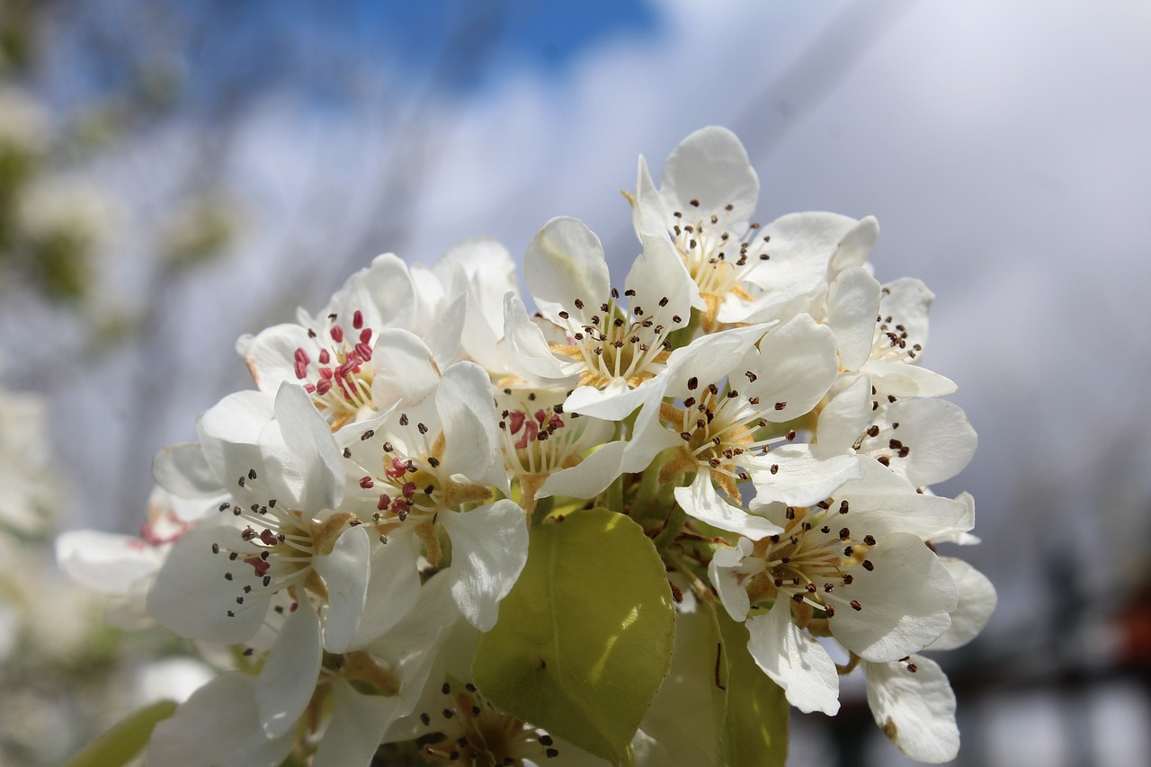 flower  plant  nature free photo