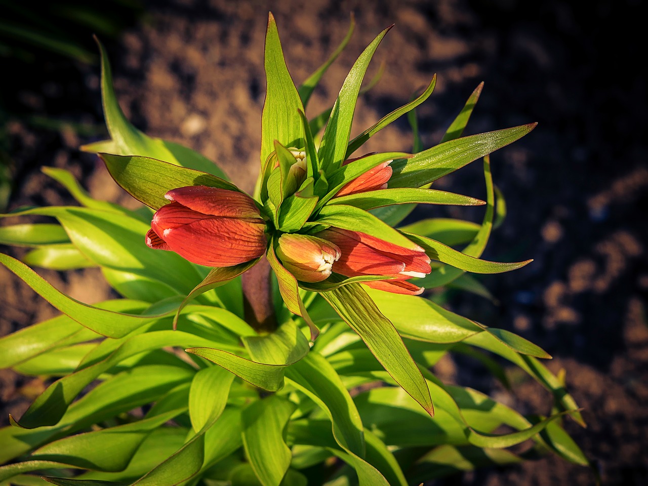 flower  plant  nature free photo