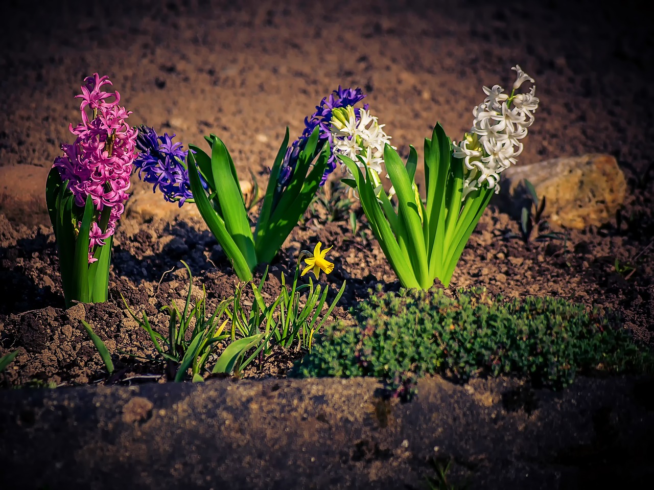 flower  plant  nature free photo