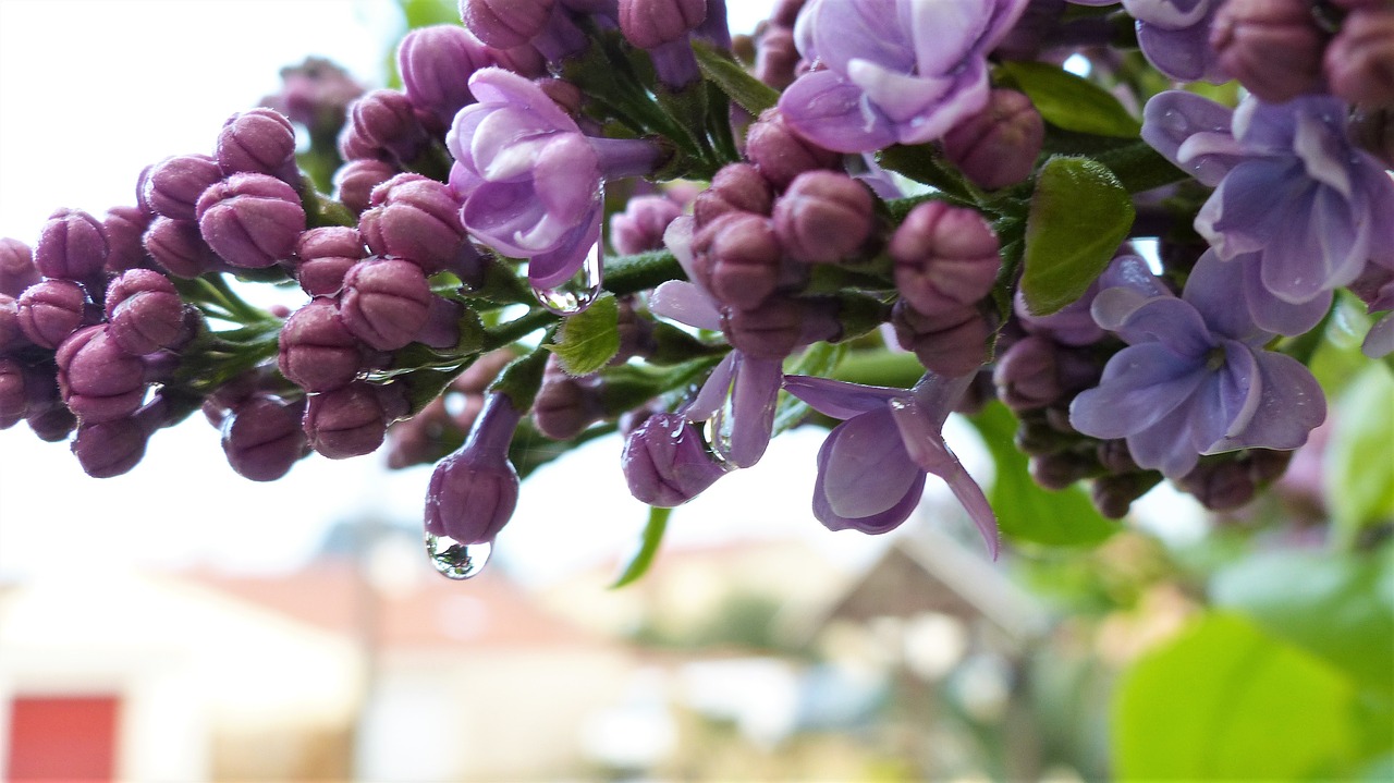 flower  plant  nature free photo