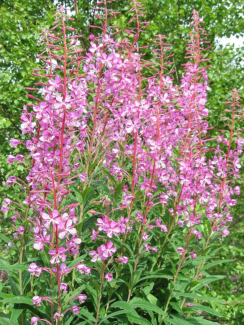 flower  fireweed  ivan-tea free photo