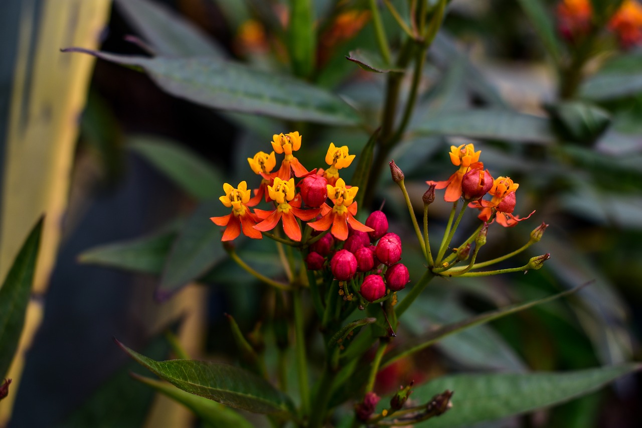 flower  nature  leaf free photo