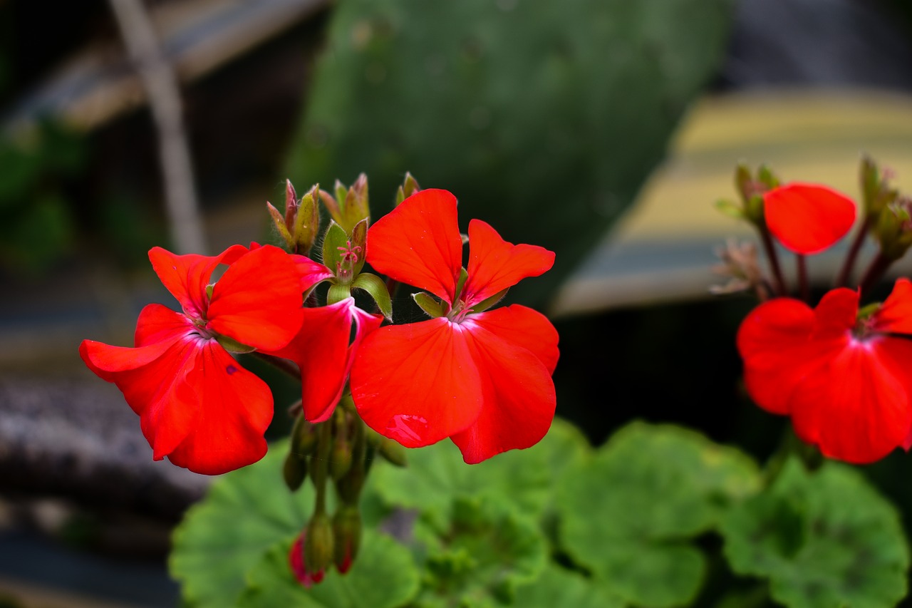 flower  plant  nature free photo