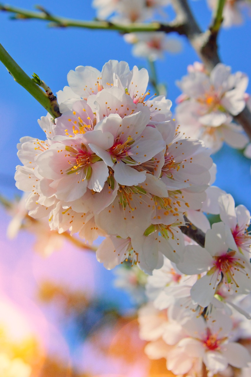 flower  cherry  plant free photo