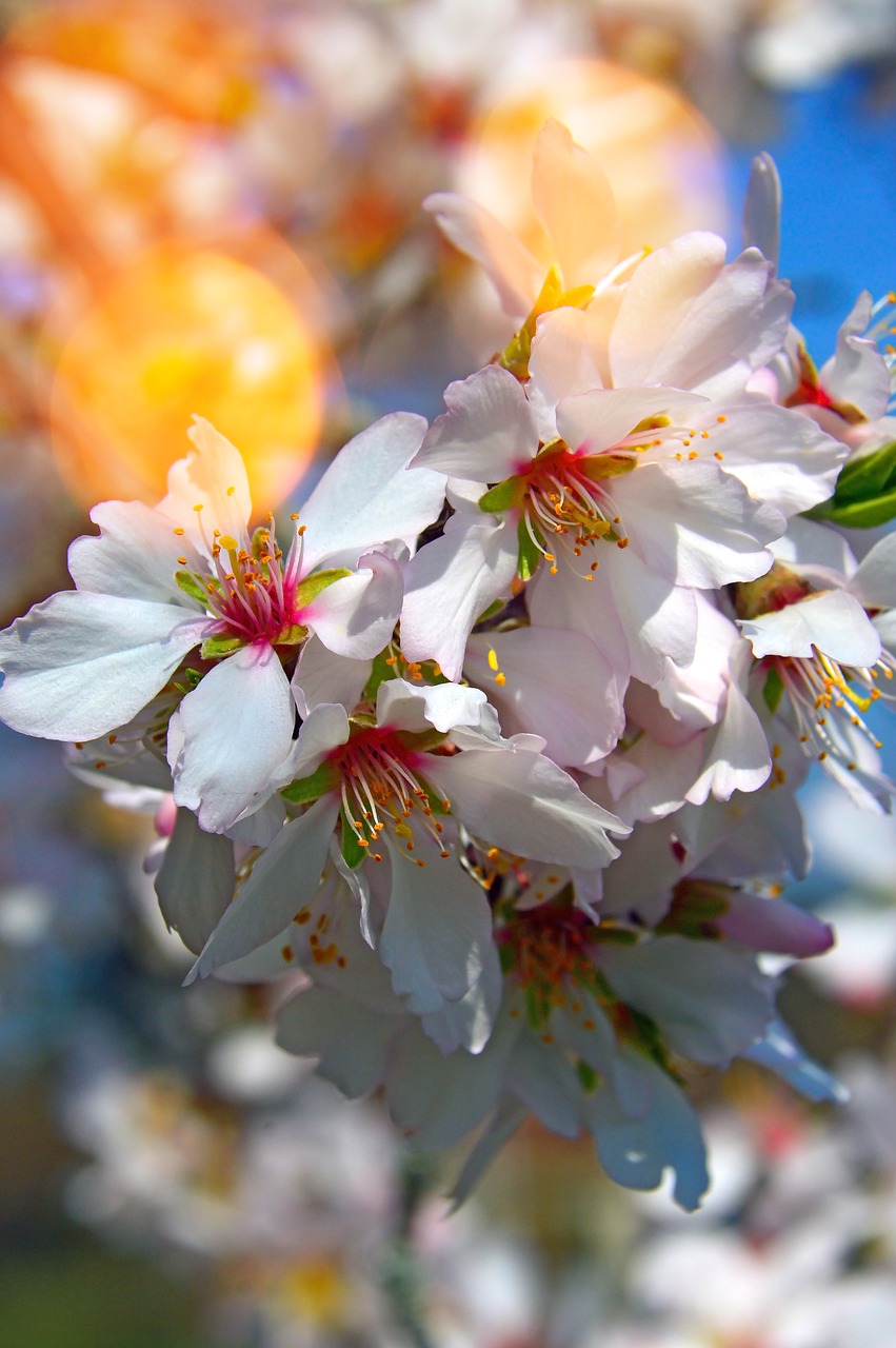 flower  cherry  plant free photo