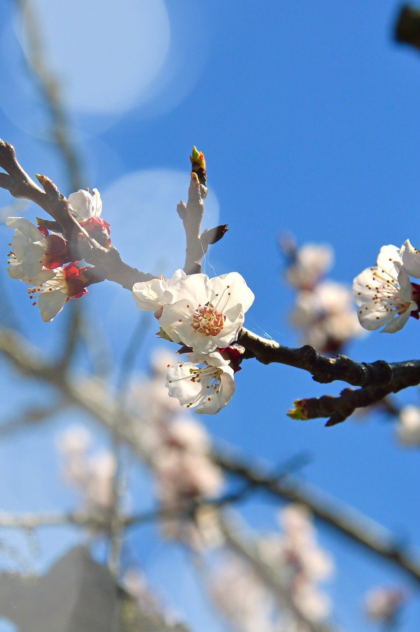 flower  cherry  plant free photo