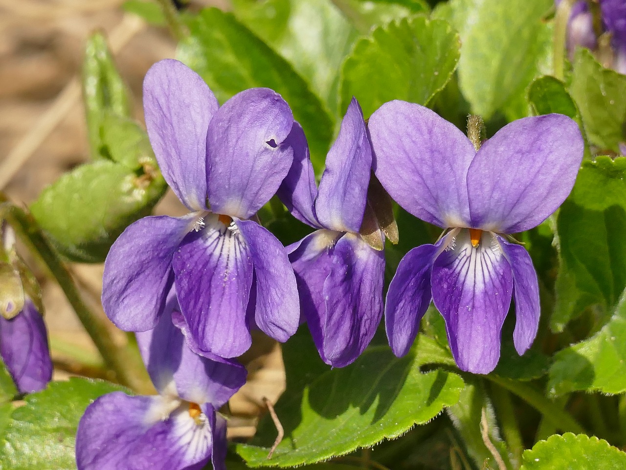 flower  spring  nature free photo