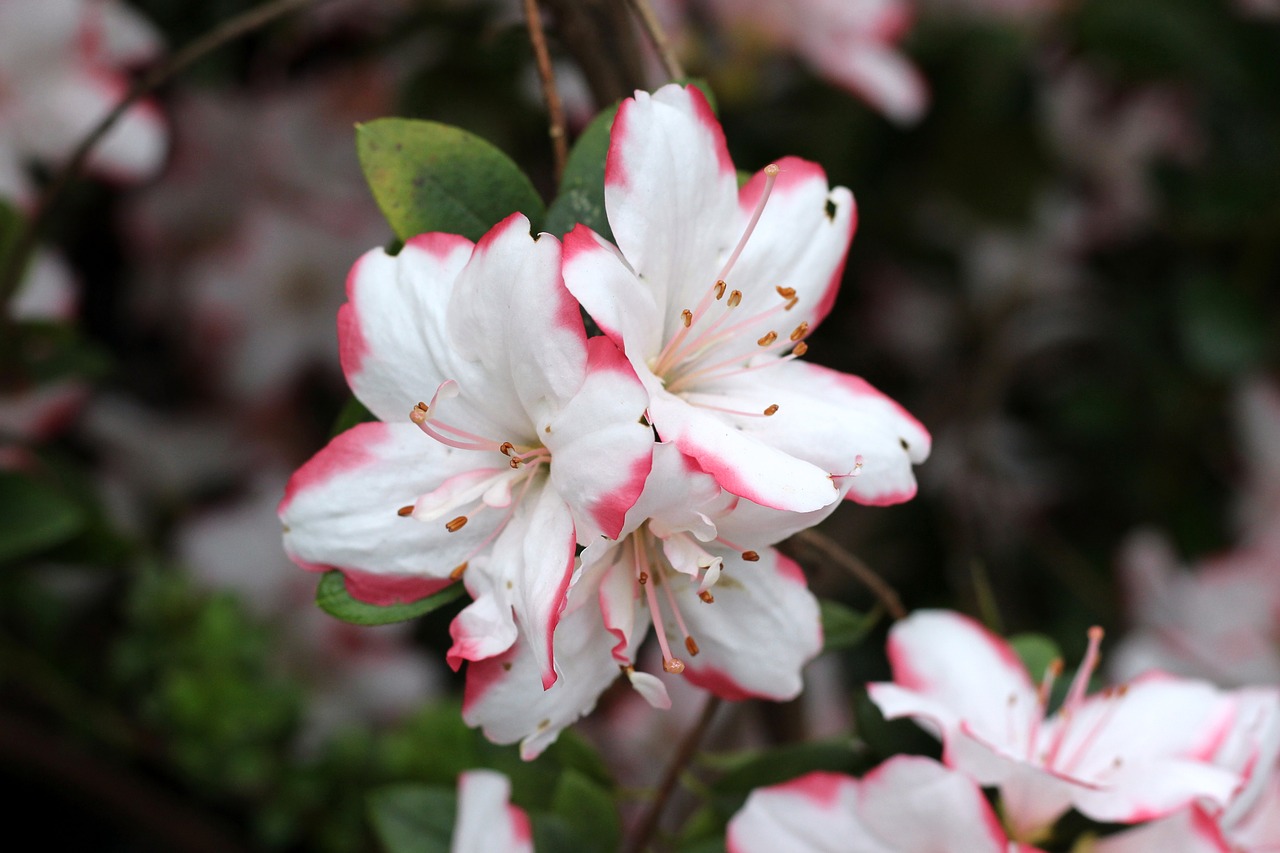 flower  plant  nature free photo