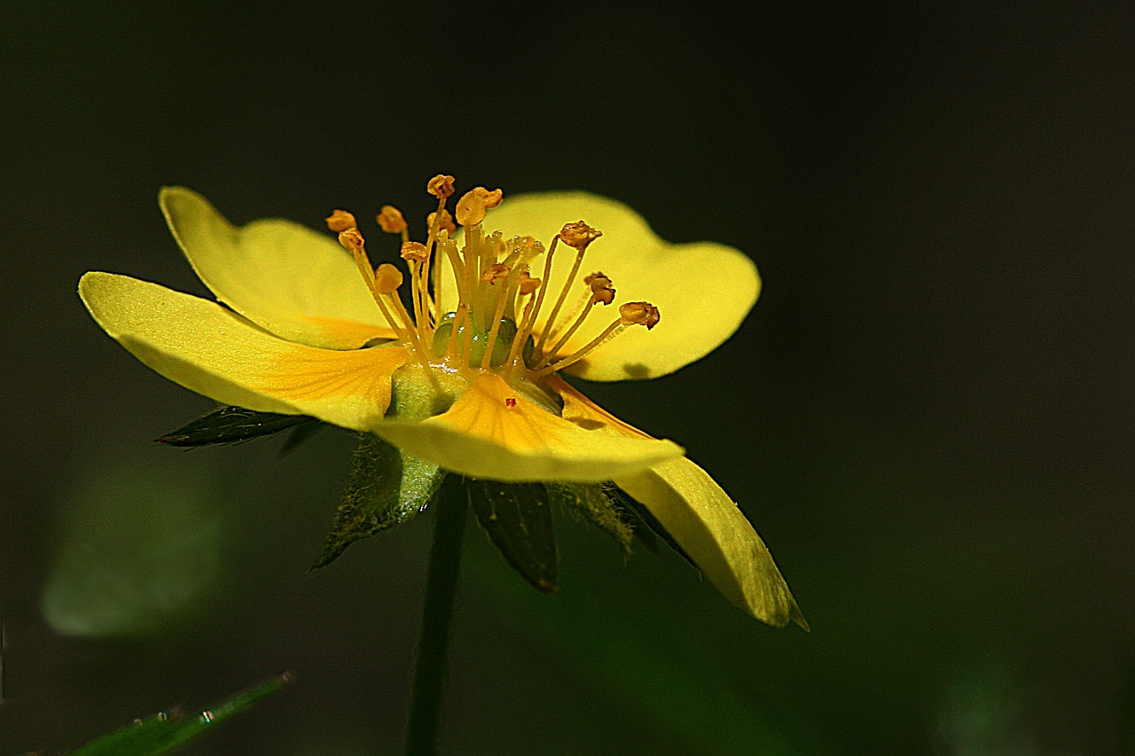 flower  the nature of the  summer free photo