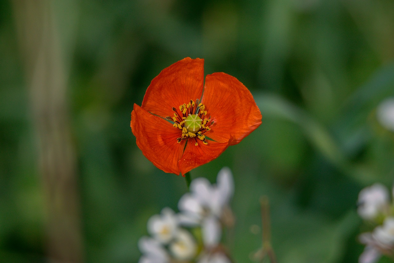 flower  nature  plant free photo