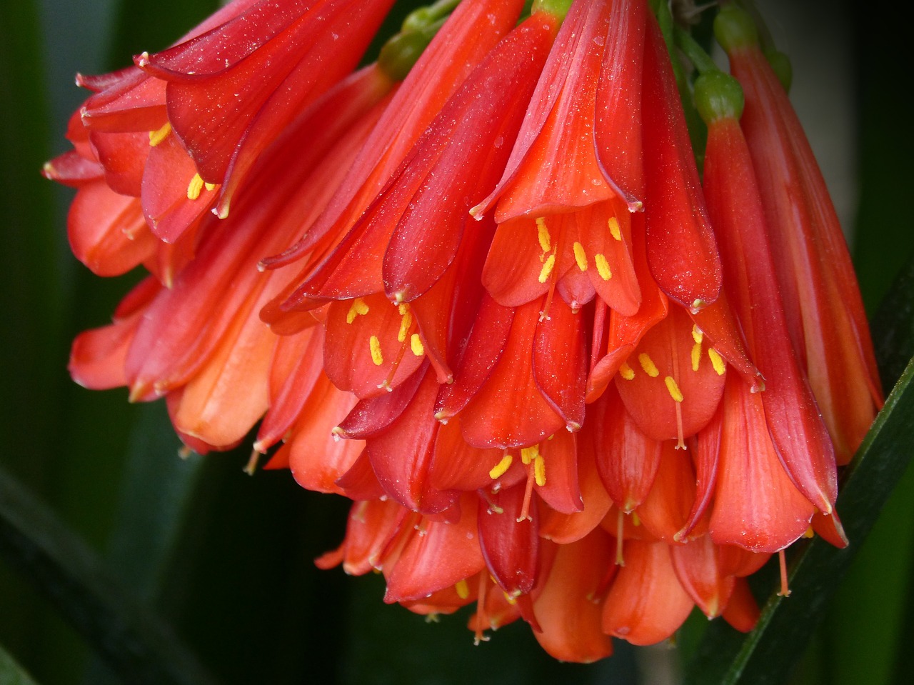 flower  flowers  red flowers free photo