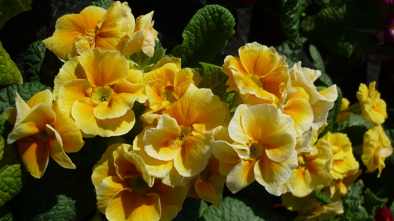 flower  primrose  cowslip free photo