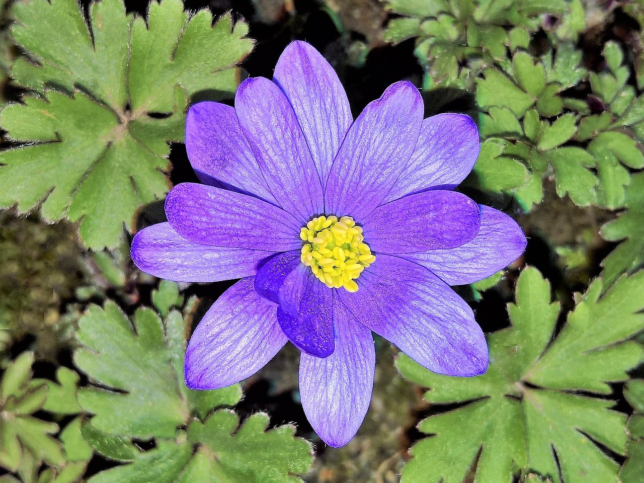 flower  blue anemone  wood anemone free photo
