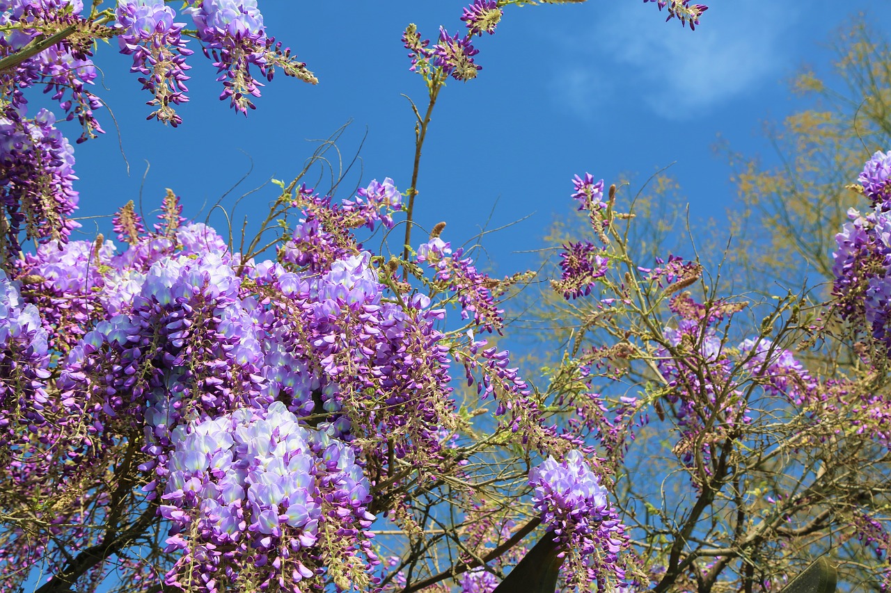 flower  plant  nature free photo