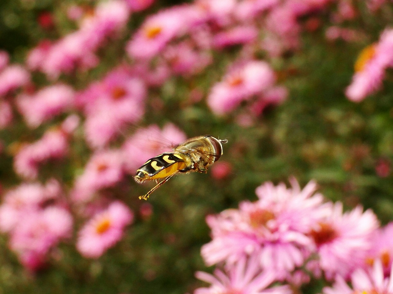 flower  nature  insect free photo