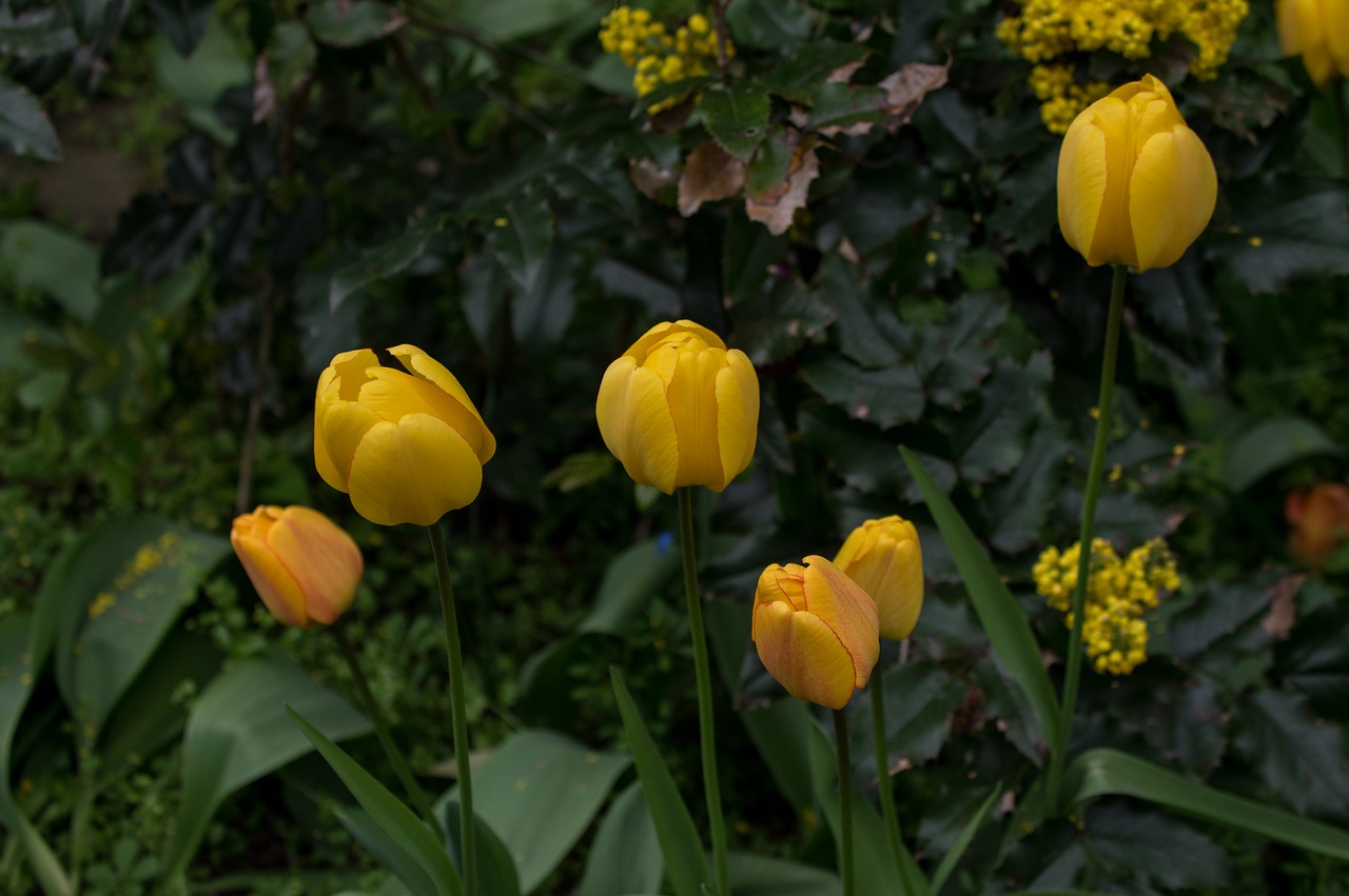 flower  tulip  plant free photo