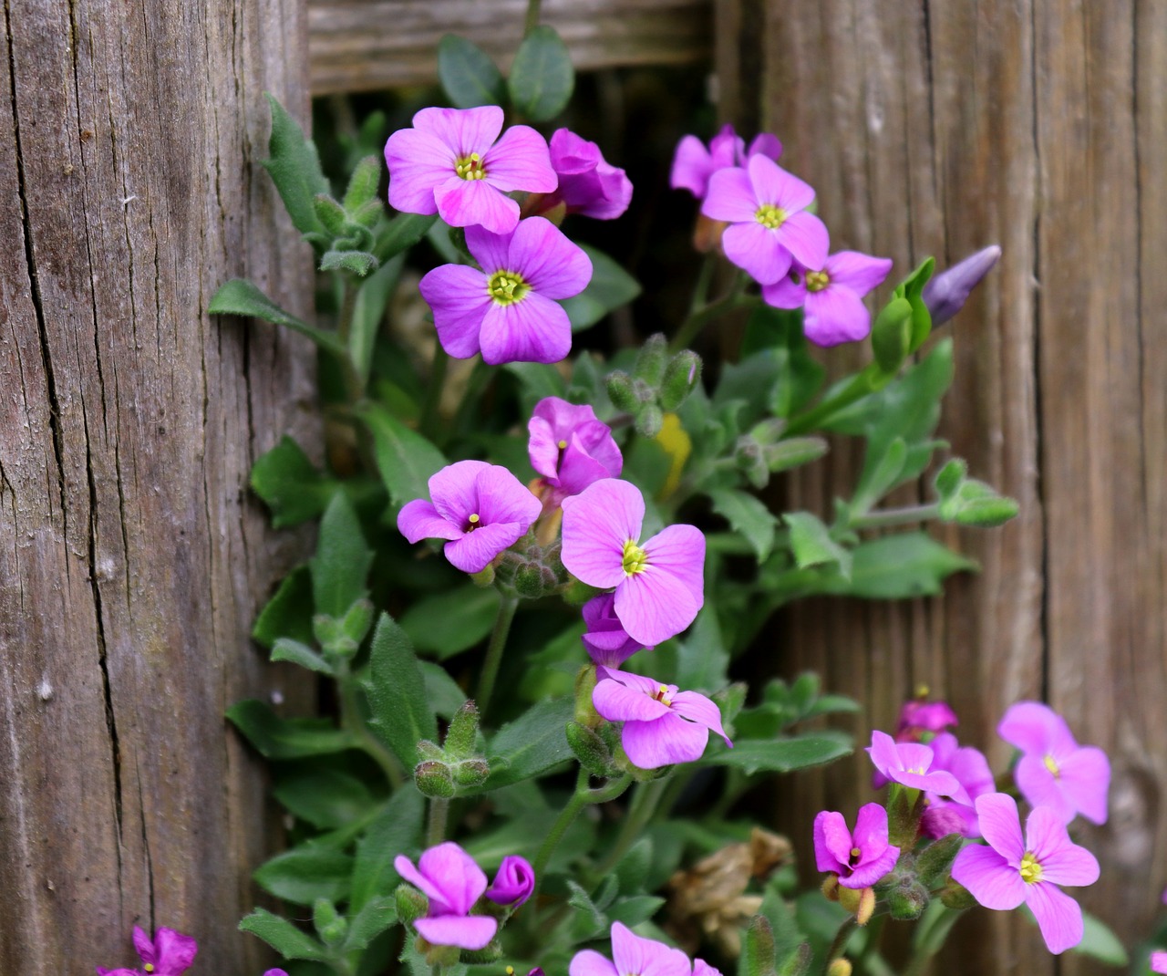 flower  plant  nature free photo